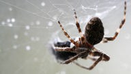 Eine gelb-weiße Spinne sitzt in ihrem Netz und verspeist ein gefangenes Insekt.