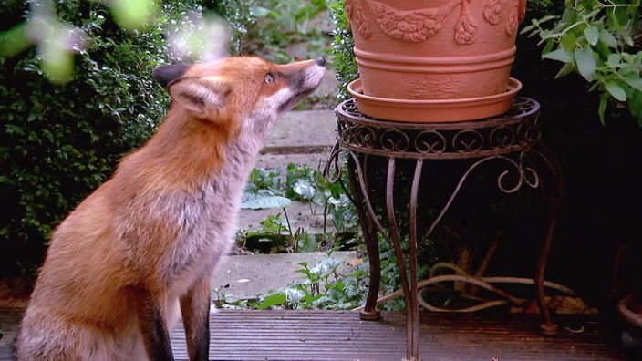 Screenshot aus dem Film "Füchse in der Stadt"