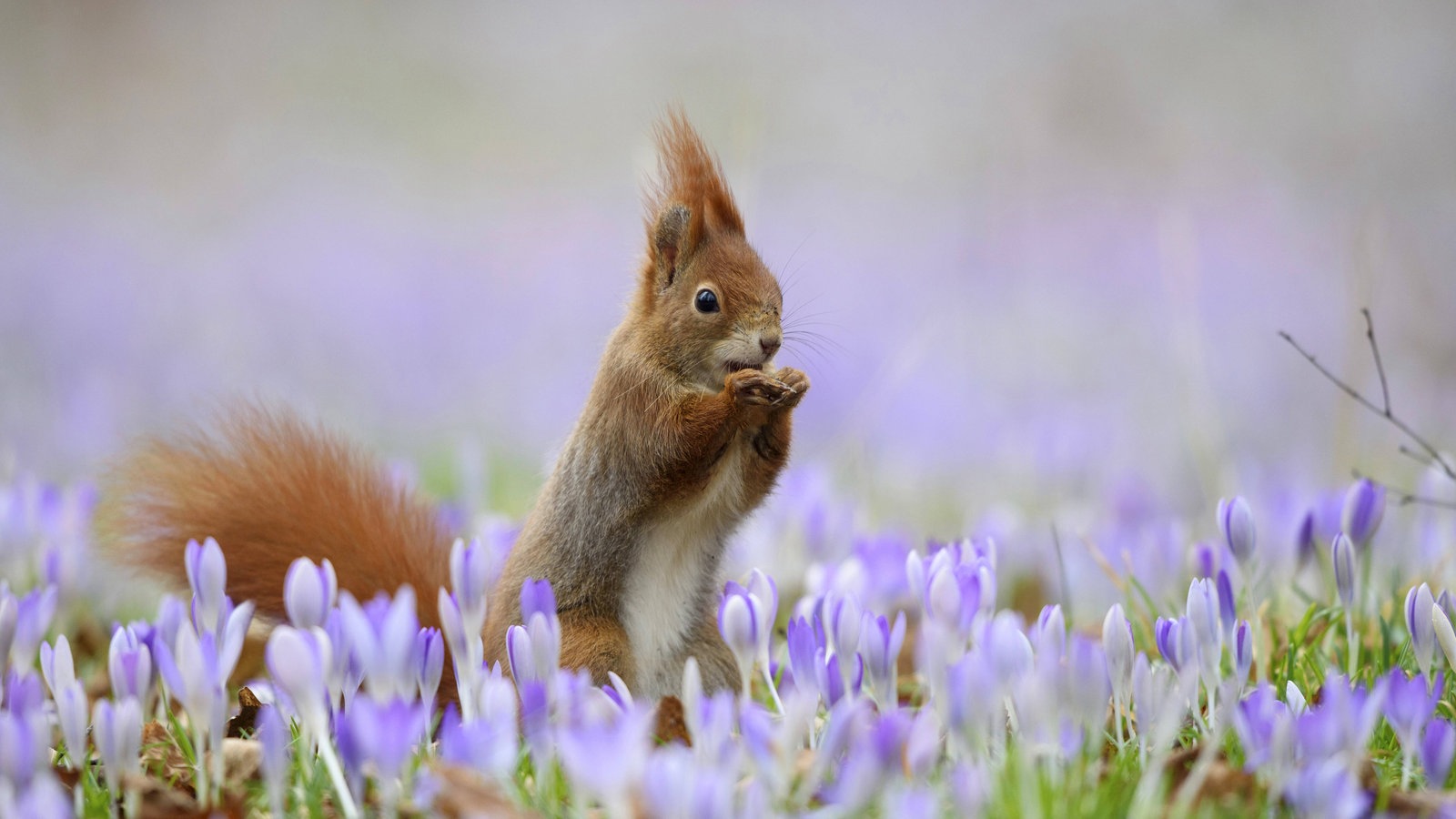 Tiere im Wald: Tiere im Wald - Tierwelt - Natur - Planet Wissen