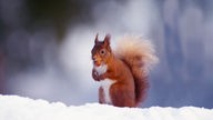 Ein Eichhörnchen hat eine Nuss im Mund und sitzt im Schnee