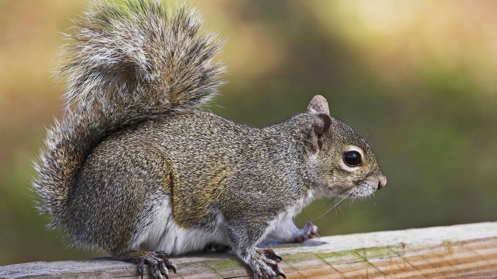 Tiere im Wald: Tiere im Wald - Tierwelt - Natur - Planet Wissen