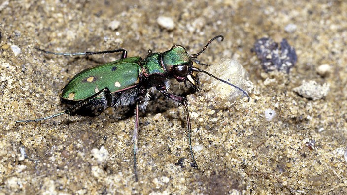 Ein grün schillernder Käfer.