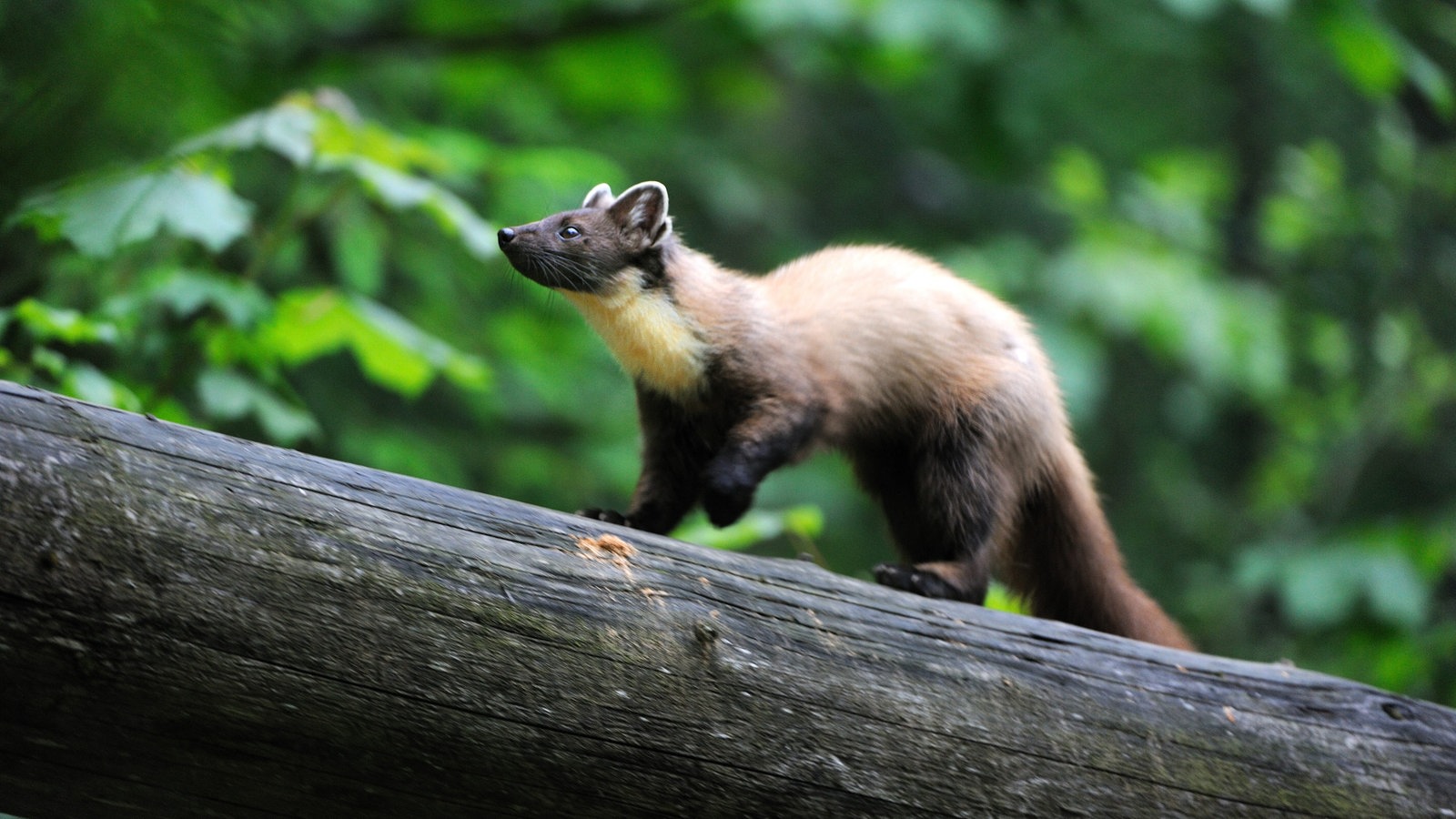 Tiere im Wald: Tierwelt - Tierwelt - Natur - Planet Wissen