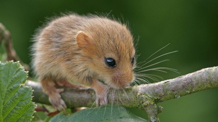 Eine Haselmaus.