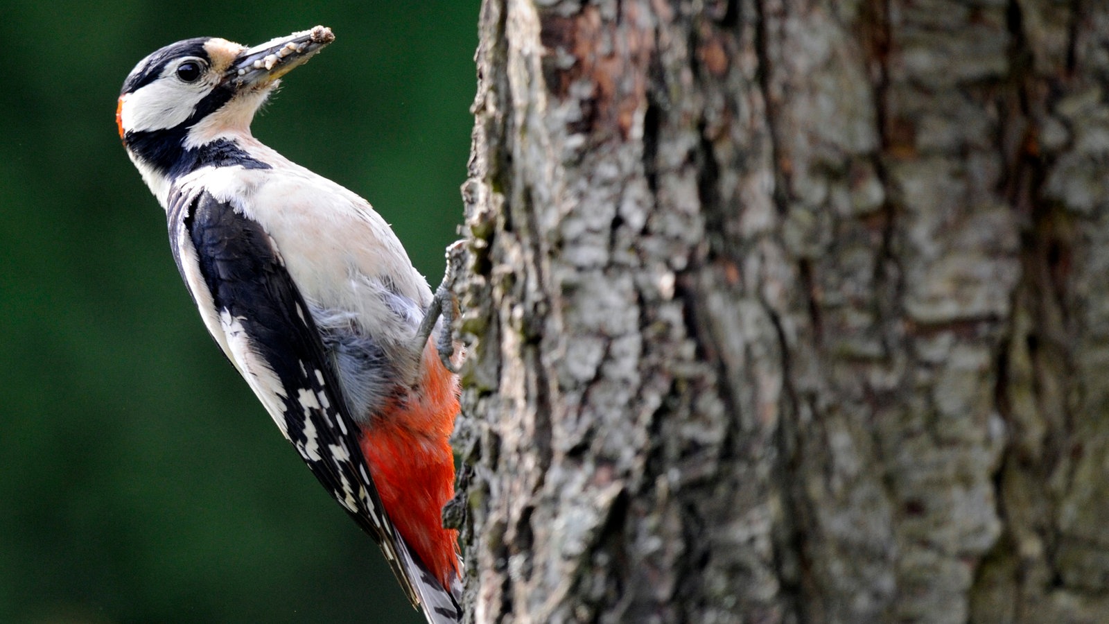 Tiere im Wald Spechte Tierwelt Natur Wissen
