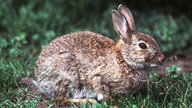 Ein Wildkaninchen auf der Wiese