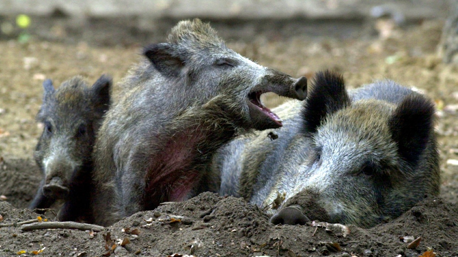 Eine Wildschweinfamilie, die im Wald nach Nahrung sucht