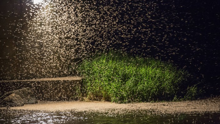 Tausende von Insekten umschwirren in der Nacht eine Laterne