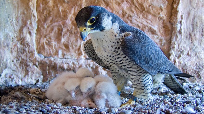 Ein Wanderfalkenweibchen mit drei Jungen. | Bildquelle: WDR/mauritius images Ein Wanderfalkenweibchen mit drei Jungen.