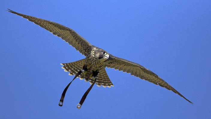 Eine Wanderfalke mit Beinriemen im Flug. | Bildquelle: mauritius images/Ronald Wittek Eine Wanderfalke mit Beinriemen im Flug.