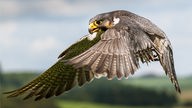 Ein Wanderfalke (Falco peregrinus) im Flug.