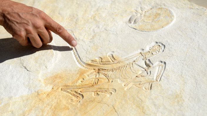Fossil eines Archaeopteryx. | Bildquelle: dpa/Andreas Gebert Fossil eines Archaeopteryx.
