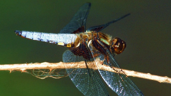 Ein männchliche Plattbauch-Segellibelle sitzt auf einem Zweig.