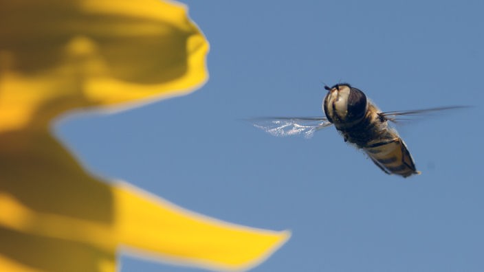 Nahaufnahme: Eine Schwebfliege steuert die Blüte einer Sonnenblume an.