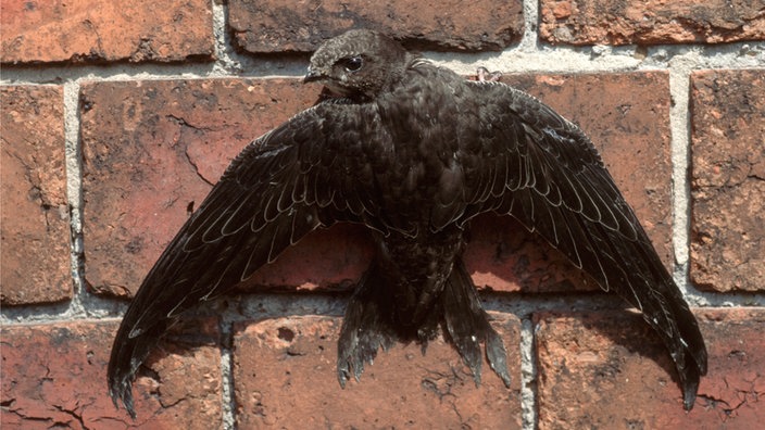 Ein Mauersegler krallt sich an einer Wand aus Klinkersteinen fest. | Bildquelle: dpa Picture-Alliance / WILDLIFE Ein Mauersegler krallt sich an einer Wand aus Klinkersteinen fest.