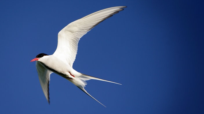 Eine Küstenseeschwalbe (Sterna paradisaea) fliegt am blauen Himmel. | Bildquelle: picture-alliance/ZB/Patrick P. Eine Küstenseeschwalbe (Sterna paradisaea) fliegt am blauen Himmel.