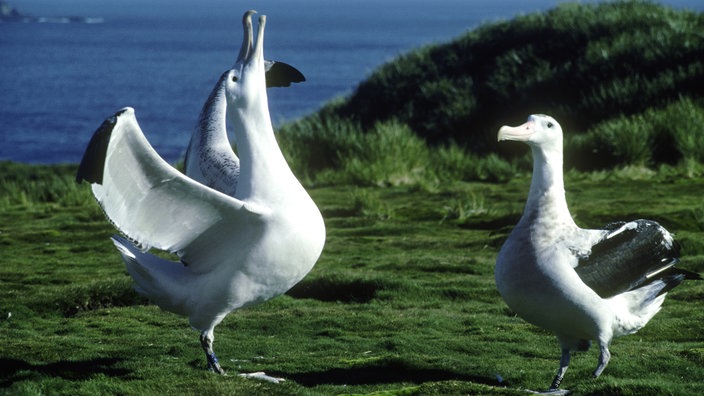 Ein Wanderalbatrossmännchen balzt mit ausgebreiteten Flügeln vor einem Weibchen.