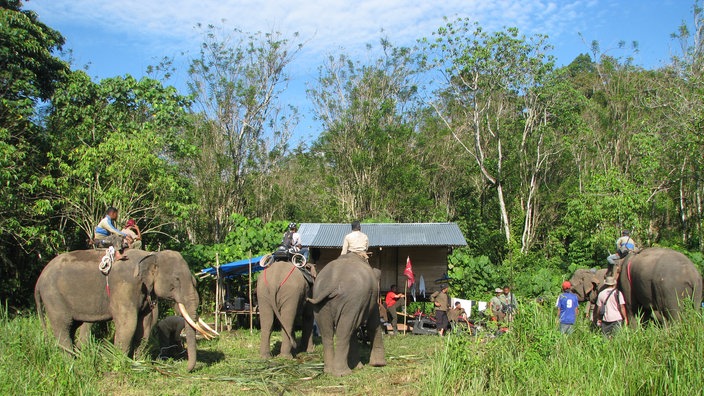 Asiatische Elefanten in Banda Aceh (Indonesien) | Bildquelle: Martin Wikelski Asiatische Elefanten in Banda Aceh (Indonesien)