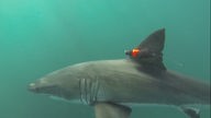 Weißer Hai mit Sender an der Rückenflosse