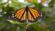 Monarchfalter mit Peilsender