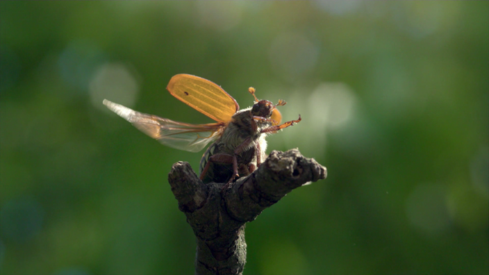 Abwehrkäfer auf einem Ast. | Bildquelle: SWR Abwehrkäfer auf einem Ast.