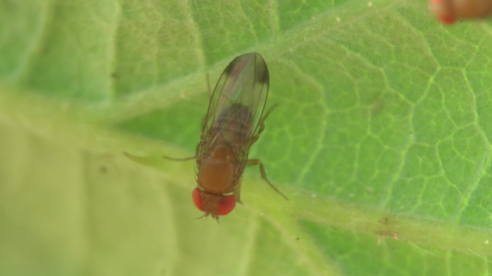 Kirschessigfliege auf einem Blatt. | Bildquelle: HR Kirschessigfliege auf einem Blatt.