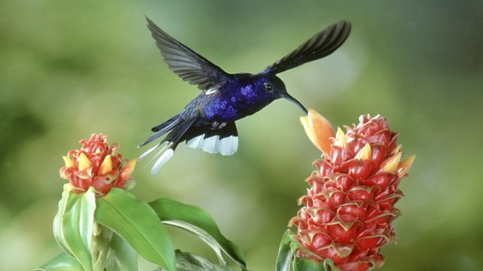 Ein Kolibri saugt Nektar aus einer Blume.