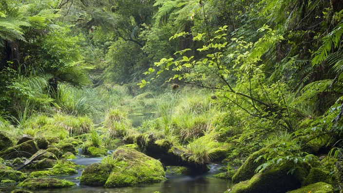 Regenwald Omanawa Gorge, Neuseeland