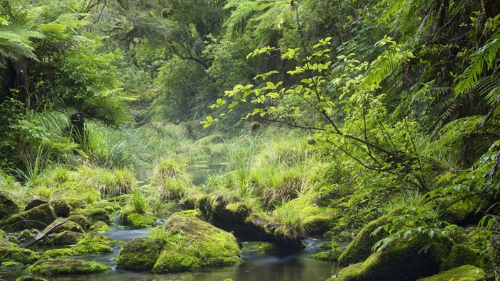 Regenwald Omanawa Gorge, Neuseeland | Bildquelle: WDR / imago/Rainer Mirau Regenwald Omanawa Gorge, Neuseeland