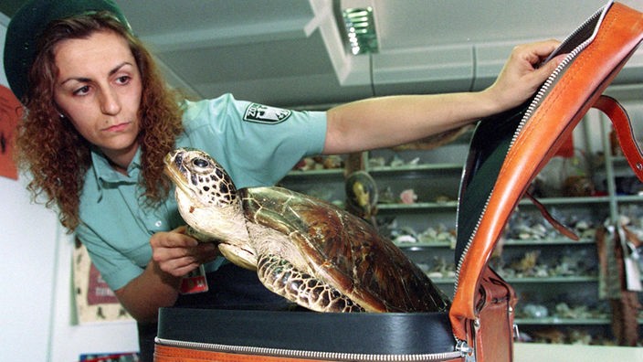 Eine Zollfahnderin holt aus einem Koffer eine ausgestopfte Schildkröte.