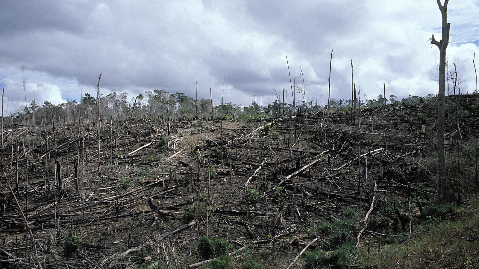 Naturgewalten: Waldbrände - Waldbrände - Naturgewalten - Natur - Planet