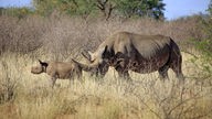 Zwei Nashörner in Südafrika: Muttertier mit Jungtier.