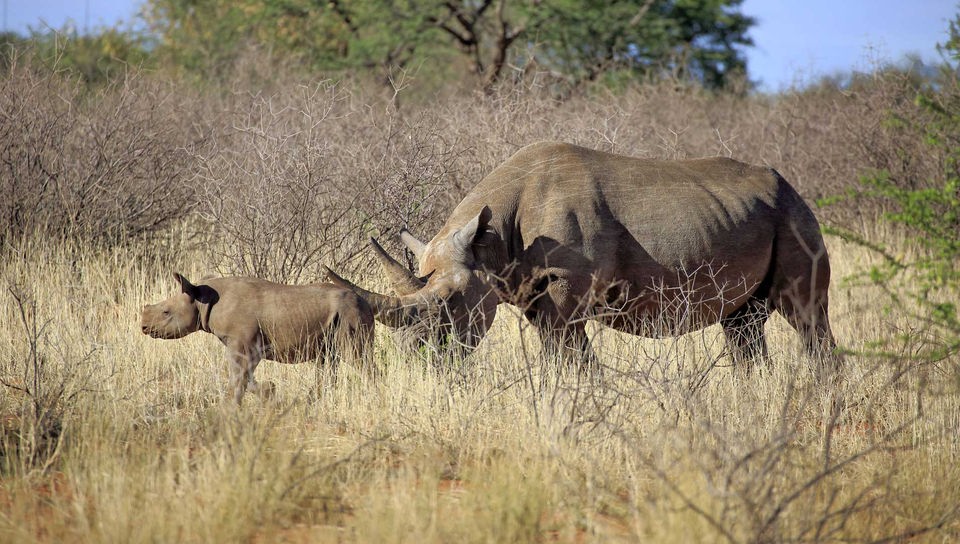 Zwei Nashörner in Südafrika: Muttertier mit Jungtier.