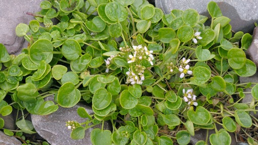 Dänisches Löffelkraut wächst aus einem Steinhaufen