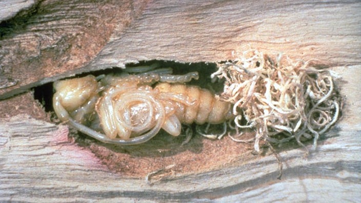 Larve des Laubholzbockkäfers in einem Baumstamm | Bildquelle: United States Department of Agriculture Larve des Laubholzbockkäfers in einem Baumstamm