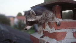 Screenshot aus dem Film "Waschbären im Ruhrgebiet"