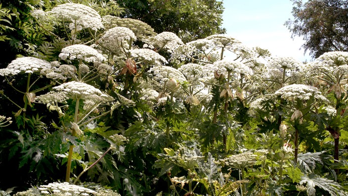 Riesenbärenklau-Staude mit vielen weißen Blüten. | Bildquelle: dpa Riesenbärenklau-Staude mit vielen weißen Blüten.