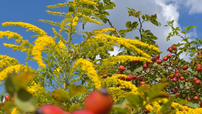 Eine Pflanze mit vielen gelben Blüten. | Bildquelle: Mauritius Eine Pflanze mit vielen gelben Blüten.