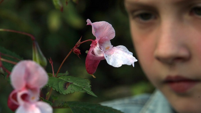 Ein Kind betrachtet beobachtet eine Blüte des Indischen Springkrauts | Bildquelle: dpa Ein Kind betrachtet beobachtet eine Blüte des Indischen Springkrauts