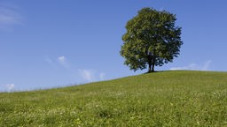 Ein einzelner Baum steht auf einem grünen Hügel. Dahinter erstreckt sich der blaue Himmel.