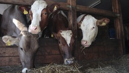 Kühe fressen in einem Stall.