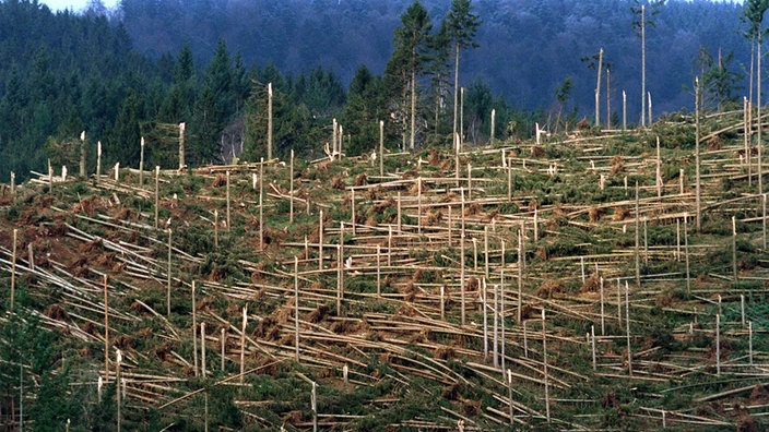 Luftaufnahme einer vom Sturm fast vollständig geworfenen Waldfläche. | Bildquelle: dpa Luftaufnahme einer vom Sturm fast vollständig geworfenen Waldfläche.