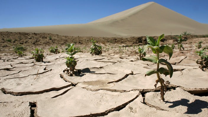 Einige wenige Pflanzen wachsen auf dem ausgetrockneten Boden der Wüste
