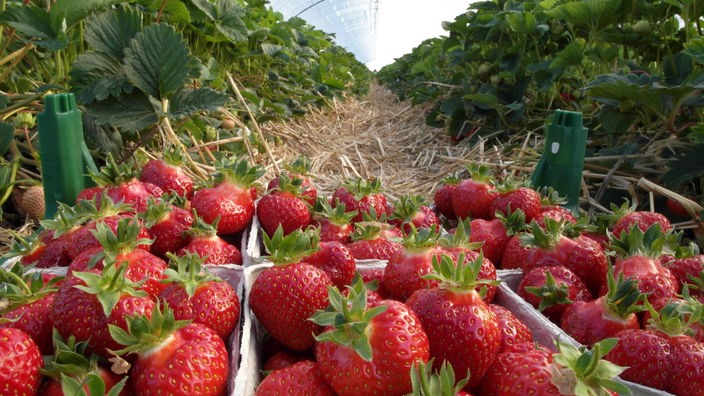 Körbe voll mit Erdbeeren auf einem Erdbeerfeld.