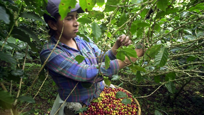 Ein Frau pflückt Kaffebohnen von den Büschen (Nicaragua).