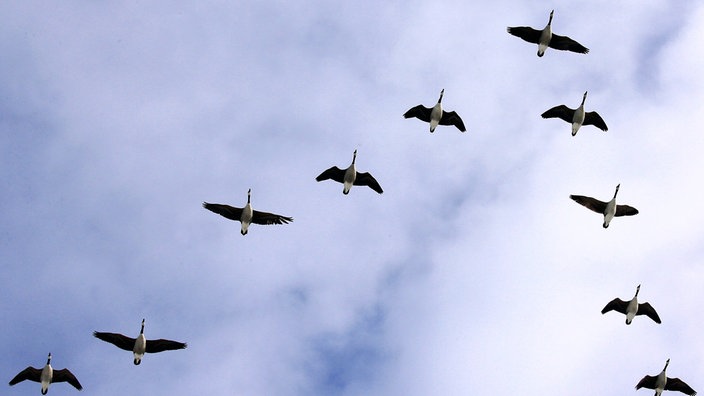 Gänse in Flugformation | Bildquelle: WDR/dpa/Jens Büttner Gänse in Flugformation