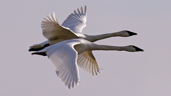 Zwei fliegende Trompeterschwäne