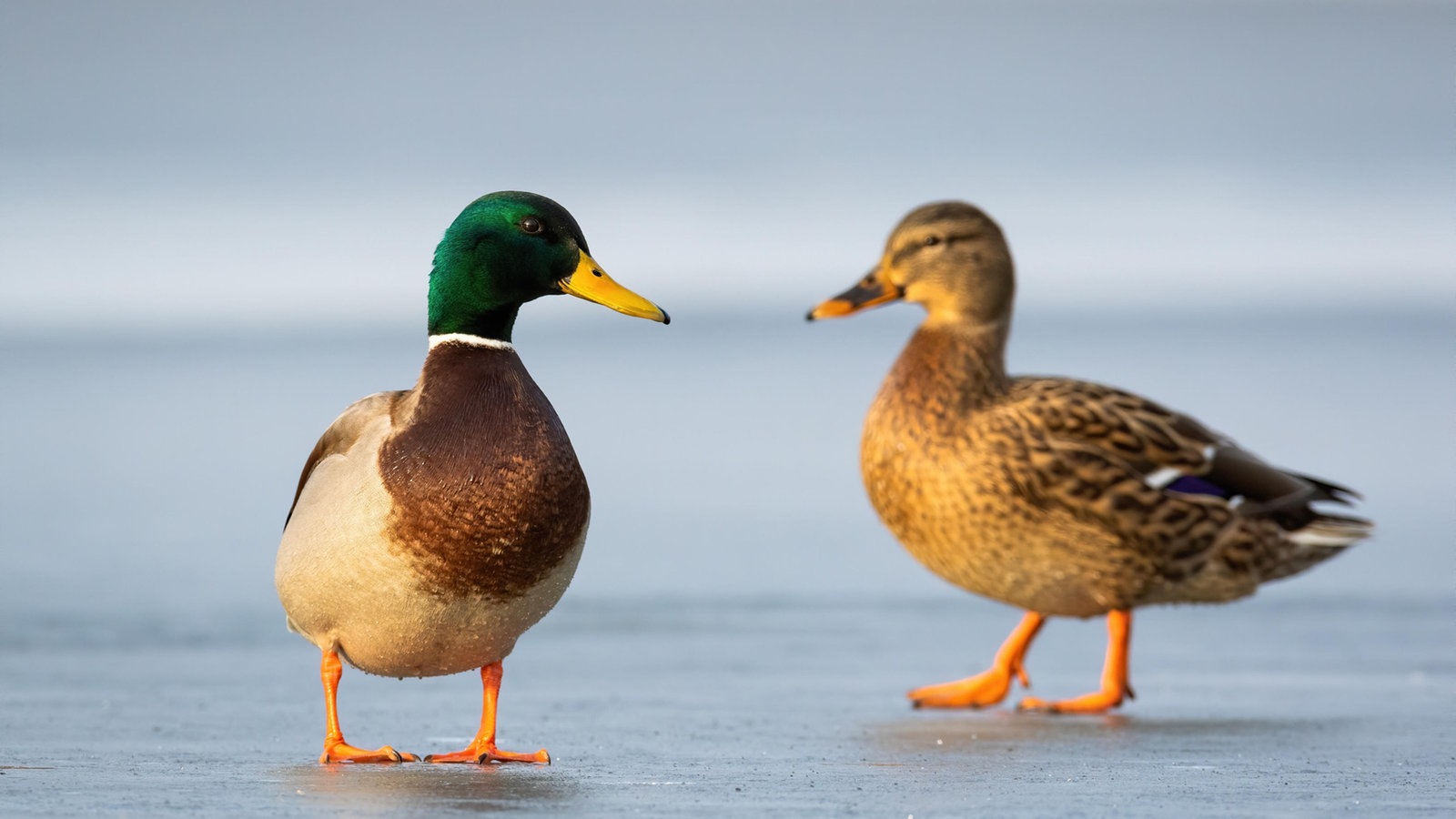 Entenvögel: Stockente - Voegel - Natur - Planet Wissen