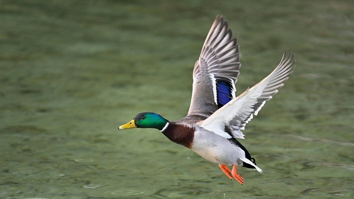 Stockente im Flug