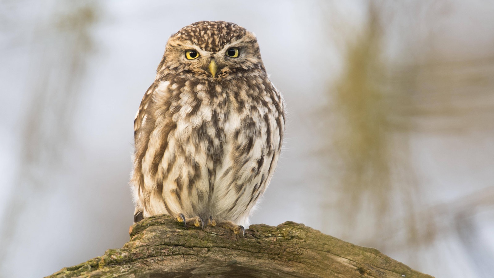 Eulen: Eulenarten in Deutschland - Voegel - Natur - Planet Wissen